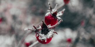 Ashwagandha for Kids: A Dive into Benefits and Safety