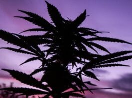 Why Canada's Cannabis Cultivators Opt for Prefabricated Steel Over Open Fields