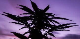 Why Canada's Cannabis Cultivators Opt for Prefabricated Steel Over Open Fields