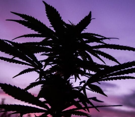 Why Canada's Cannabis Cultivators Opt for Prefabricated Steel Over Open Fields