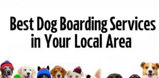 Best Dog Boarding Services in Your Local Area