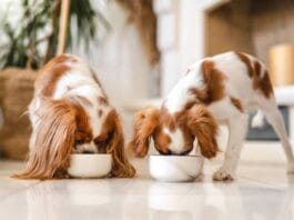 How to Make Mealtime Fun for Pets and the Whole Family