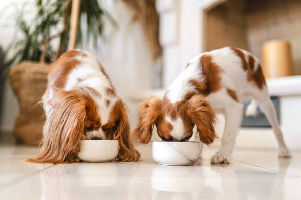 How to Make Mealtime Fun for Pets and the Whole Family