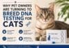 Why Pet Owners Are Turning to Breed DNA Testing for Cats