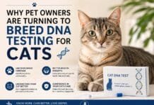 Why Pet Owners Are Turning to Breed DNA Testing for Cats