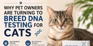 Why Pet Owners Are Turning to Breed DNA Testing for Cats